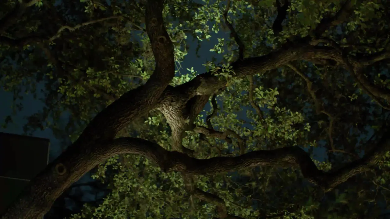 Treehouse live oak branches at night